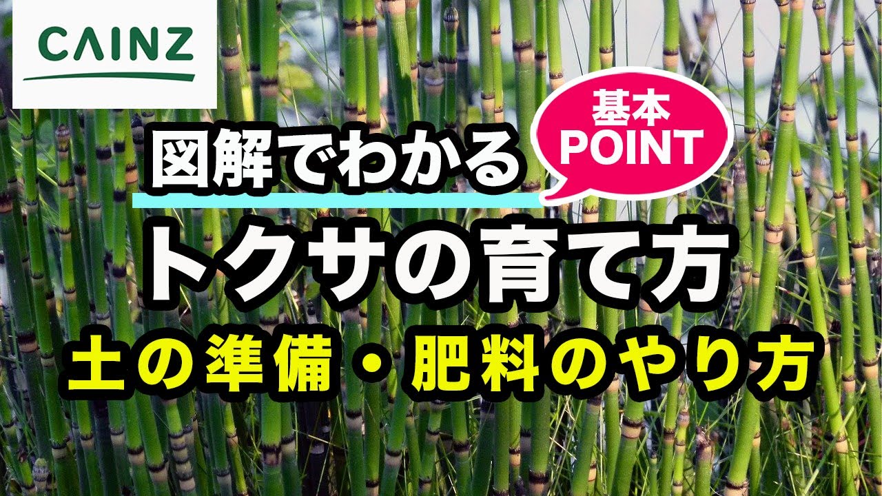 トクサの育て方 カインズ植物図鑑 Youtube