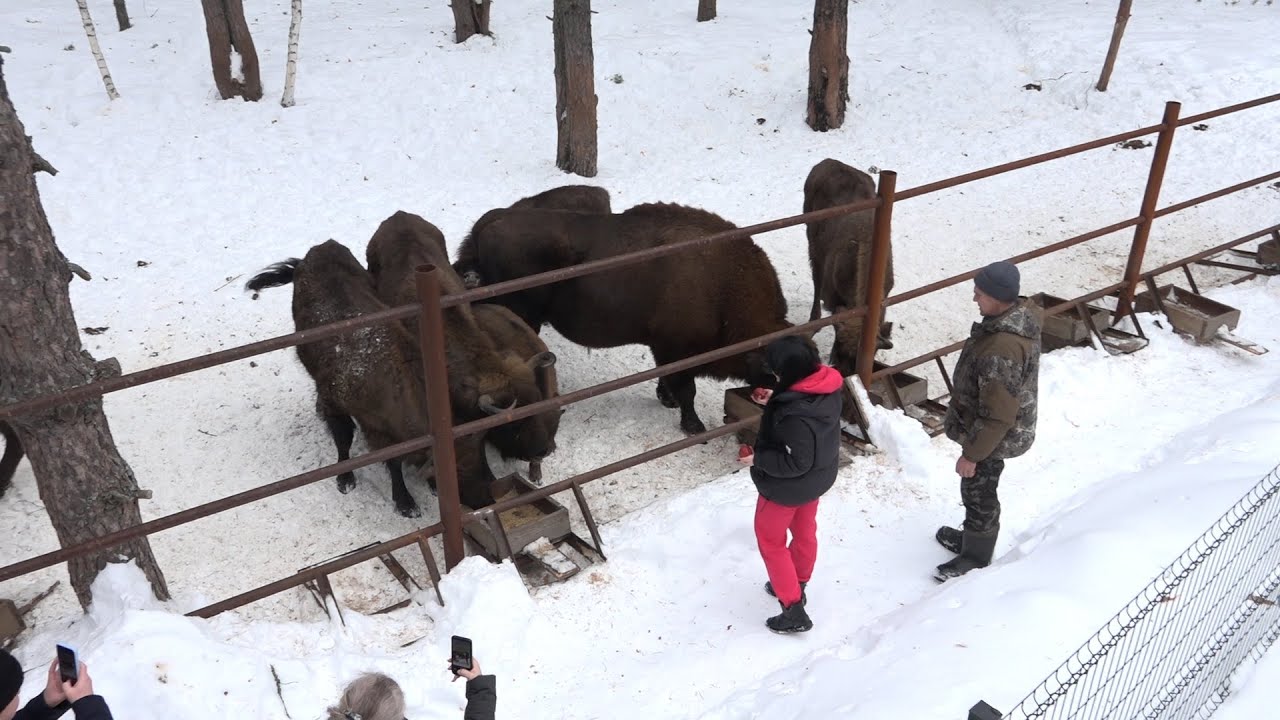 ������ ��������� �������� ������������: ����.