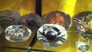 My crab fossil collection