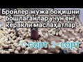 Бройлер жужа сортини аниқлаш. Broyler juja sharoiti qanaqa boladi