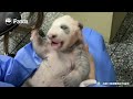 Nanny Couldn't Stop Cuddling Baby Ji Xiao | iPanda