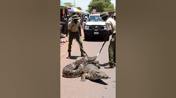 Giant Python vs Crocodile on Street! #youtube