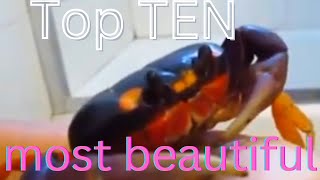 top 10 most beautiful crabs