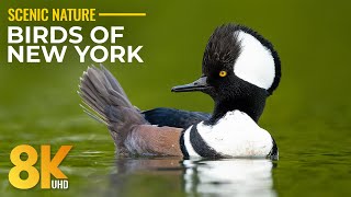 Birds of New York in 8K  Birdwatching at Jamaica Bay Wildlife Refuge  Closeup Views & Bird Songs