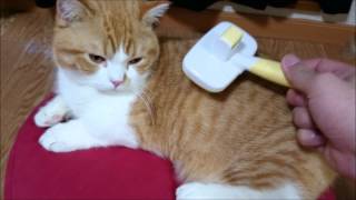 『ドギーマン　ハニースマイル　掃除機能付き　クッションスリッカーブラシ』でブラッシング、うっとりする猫 【Brushing munchkin 】