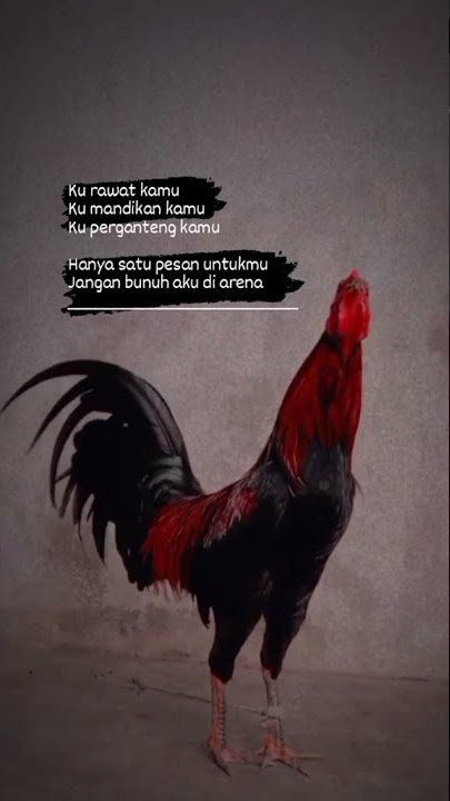 story'wa keren psht 30 detik