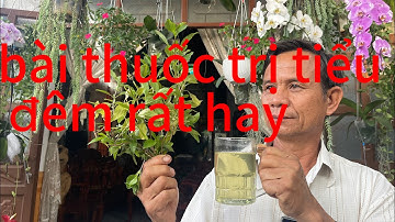 Bài Thuốc Trị Tiểu Đêm, Tiểu Nhiều Lần, Đơn Giản Mà Hiệu Quả