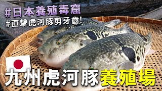 超危險的毒窟  日本人養殖虎河豚居然需拔河豚牙齒來體驗當日本河豚養殖業者超精彩的畫面 ! 剪牙齒原因在置頂。(2集/ ??集ft.トーワ水産