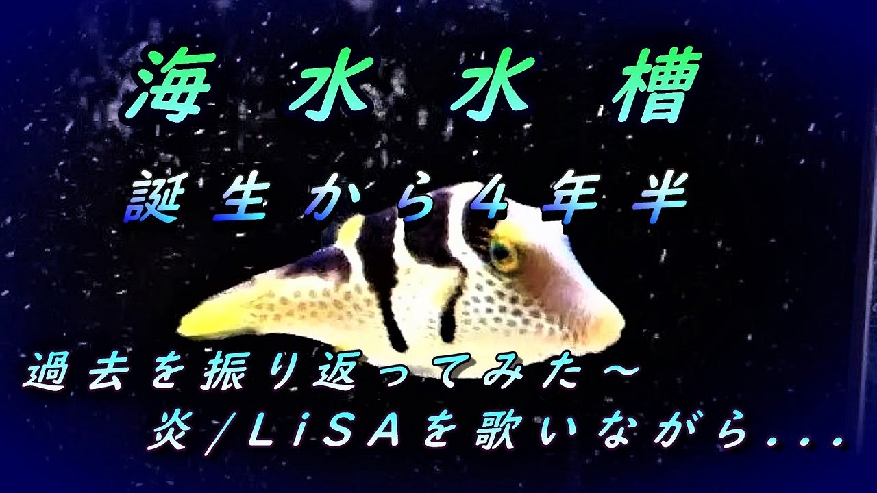 冷水系海水魚 ダンゴウオ飼育 お食事シーンと餌付けについて Youtube