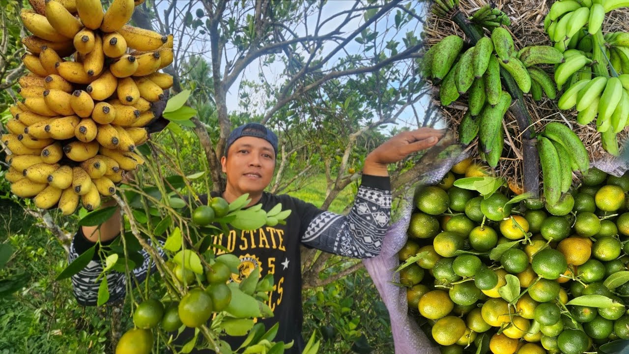 Hitik sa Bunga kalamansi at saging sa Kabilang area number 4...sabay sabay pitas gulay 