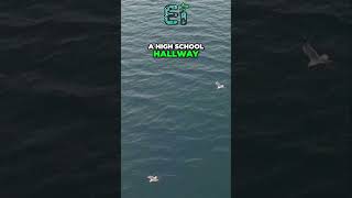The Orca Uprising! | Why Killer Whales Are Attacking Boats?