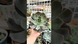 succulents sep 16 2025 #多肉植物 #shortvideo #succulent #september2025