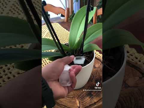 Vídeo: Mini orquídeas: cuidado em casa. orquídea anã