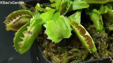 Chuyên mục review cây bẫy kẹp Fuzzy Tooth , bẫy kẹp bị dính răng