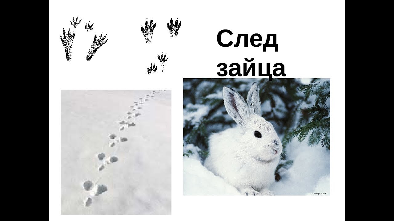 Заячьи следы рисунок