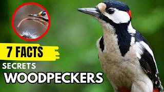 7 Unbelievable Facts About Woodpeckers