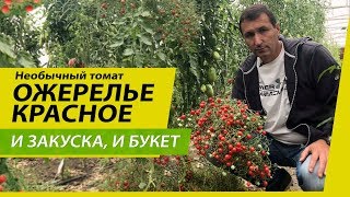 И закуска, и букет: необычный томат «Ожерелье красное»