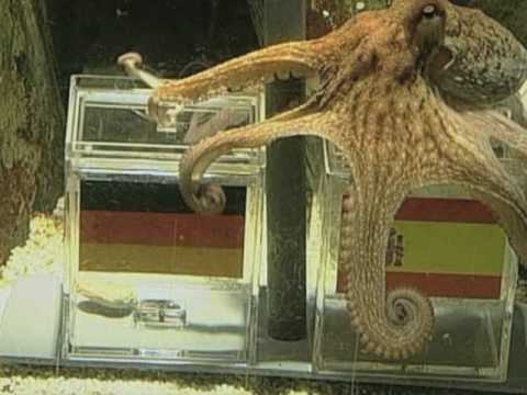 Paul the Psychic Octopus Makes World Cup Winner Prediction