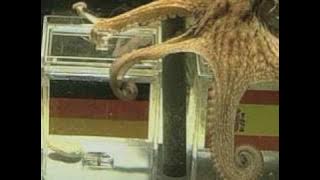 Gurita Peramal Paul Membuat Prediksi Pemenang Piala Dunia