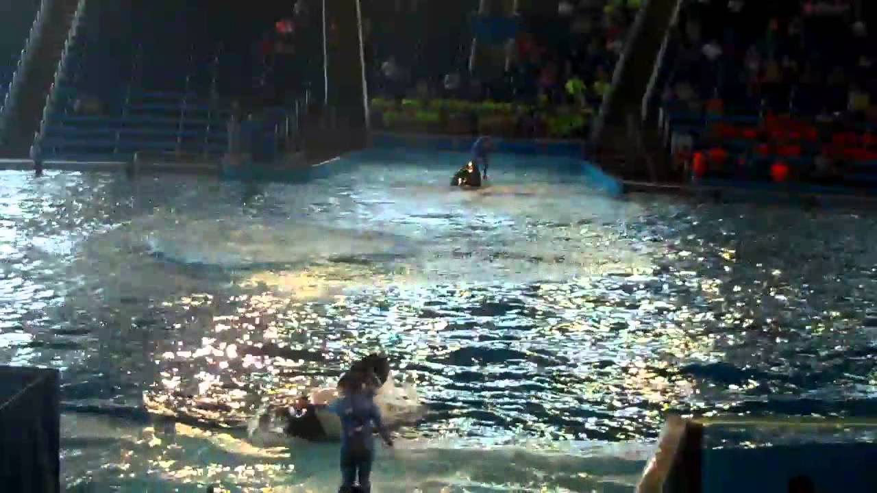 Finale of One Ocean at SeaWorld San Antonio - YouTube