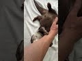 Otter Belly Rubs That Will Melt Your Heart