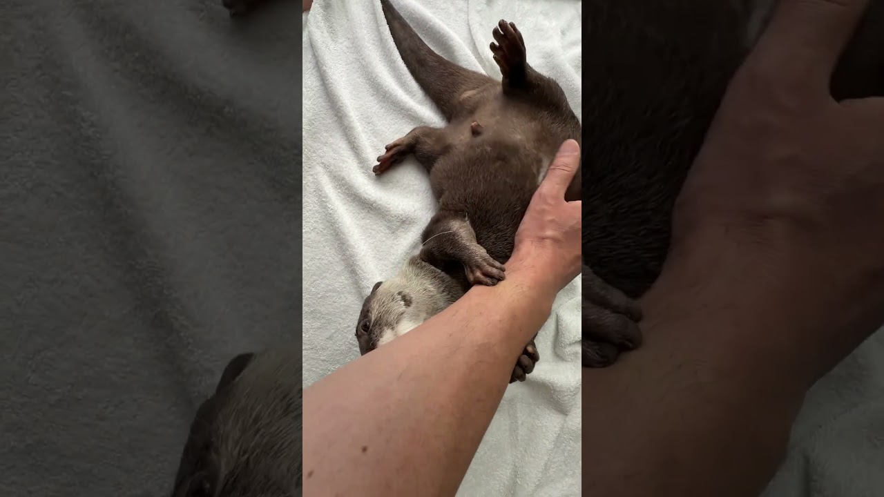 Otter Belly Rubs That Will Melt Your Heart