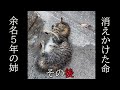 【余命5年の姉】消えかけた命のその後の動画です