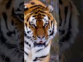 #tiger @ChuChuTV @tydollasign #lion #animals #cuteanimal