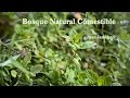 Agricultura Natural: El Bosque Natural Comestible - Juan Jamchen