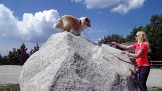 Collie from puppy to adult by Collie Rough, Dutch goat and rabbit 2,977 views 2 years ago 10 minutes, 15 seconds