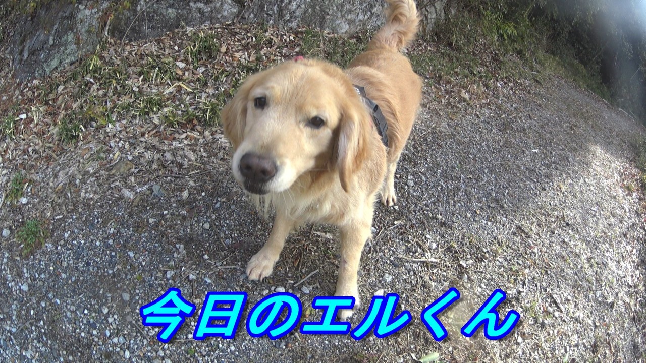 【新】　白柴犬、ゴールデンリトリバーお散歩動画