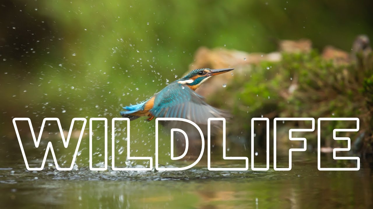 Best Wildlife Videos compilation5 2021 Wildlife Birds Video