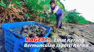 This is the first time I've seen kappa clam nests appear like pebbles