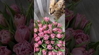 Зі святом весни#cat #serval#vesna#catlife#shorts #trending