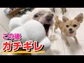 子犬の喧嘩勃発。誰が誰を怒るでしょう??