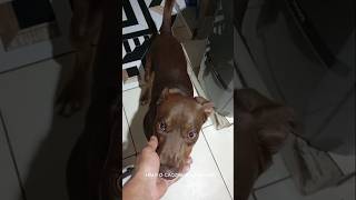 #HALF É AMIGO DEMAIS DO SEU PAI 🐕🦺🥰❤️#half #caminhoparaumavidamelhor #pets #cãozinho #vidanaroça