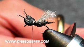 Tying Ken's Crazy Ant