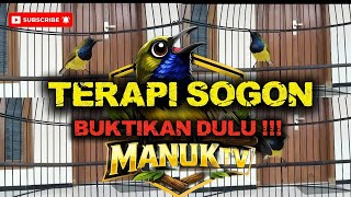 Download lagu 🔴 TERAPI SOGON | SPESIALAIS MERANGSANG BUNYI BAHAN DAN SOGON MACET DIJAMIN!!! #terapisogon