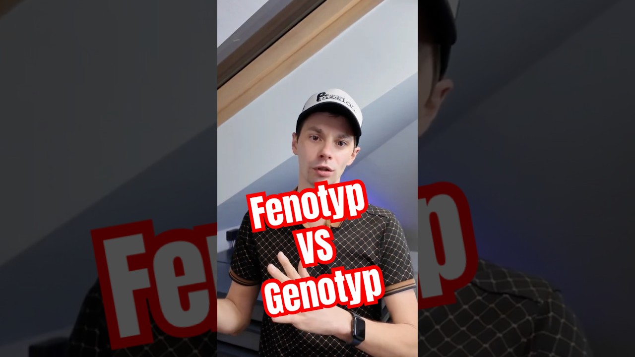 Fenotyp VS Genotyp #pythonregius #snake #pytonkrólewski #reptiles #ballpython #python #genetics