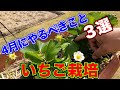 〜サラリーマンでも出来るイチゴ栽培シリーズ〜4月にやるべき事3選。