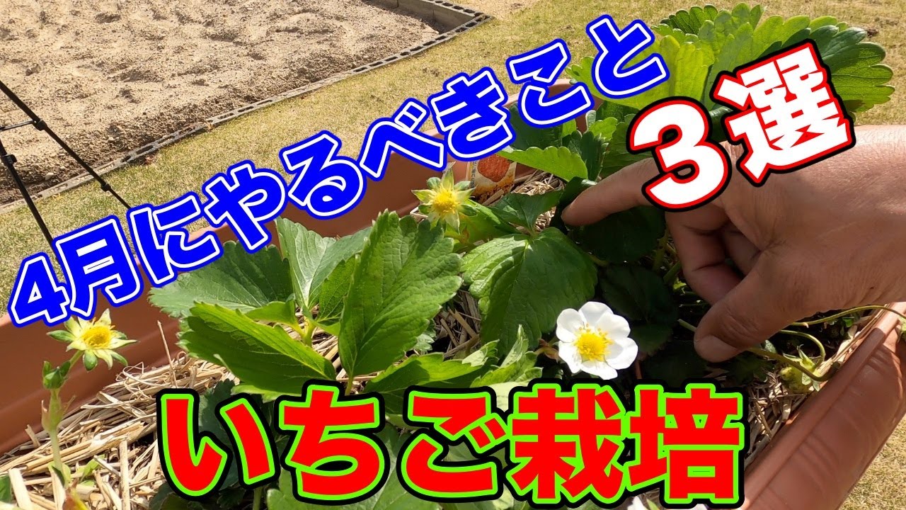 〜サラリーマンでも出来るイチゴ栽培シリーズ〜4月にやるべき事３選。