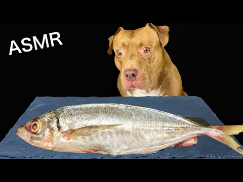 最強な犬ピットブルが生肉や魚を丸ごと食べ尽くす【ASMR】