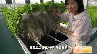 [中国三农报道]“数”说秋收 安徽肥东：植物工厂 每天都是丰收季|农业致富经 Agriculture And Farming
