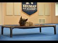 Chewy (Cairn Terrier) Boot Camp Dog Training Video Demonstration