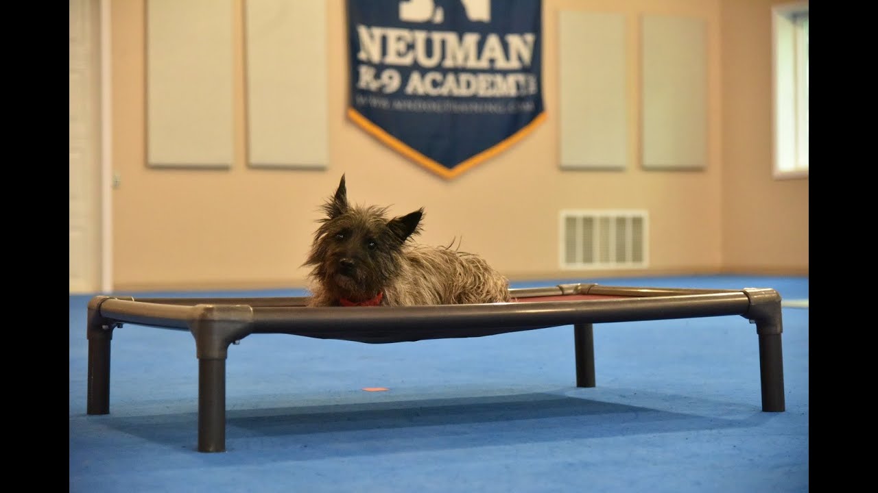 Chewy Cairn Terrier Boot Camp Dog Training Video Demonstration YouTube chewy-cairn-terrier-boot-camp-dog-training-video-demonstration-youtube