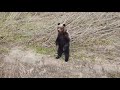 Эвенкия . Медведь передаёт привет из Эвенкии !:))) На Квадрокоптер!