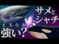 ホホジロザメVSシャチの壮絶バトル?海のハンター最強はどちらなのか?違いや共通点を徹底比較!