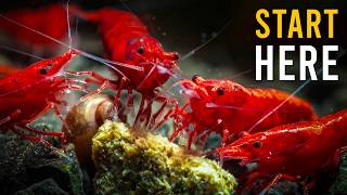 New To Shrimp Keeping? This Is For You! (24/7 Live)