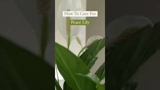 How To Care For Peace Lily!🪴#howto  #plants #care #caretips #tips #peacelily #indoorplants #ideas