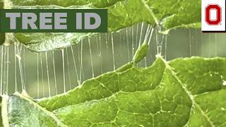 Tree ID: Hardy Rubber Tree